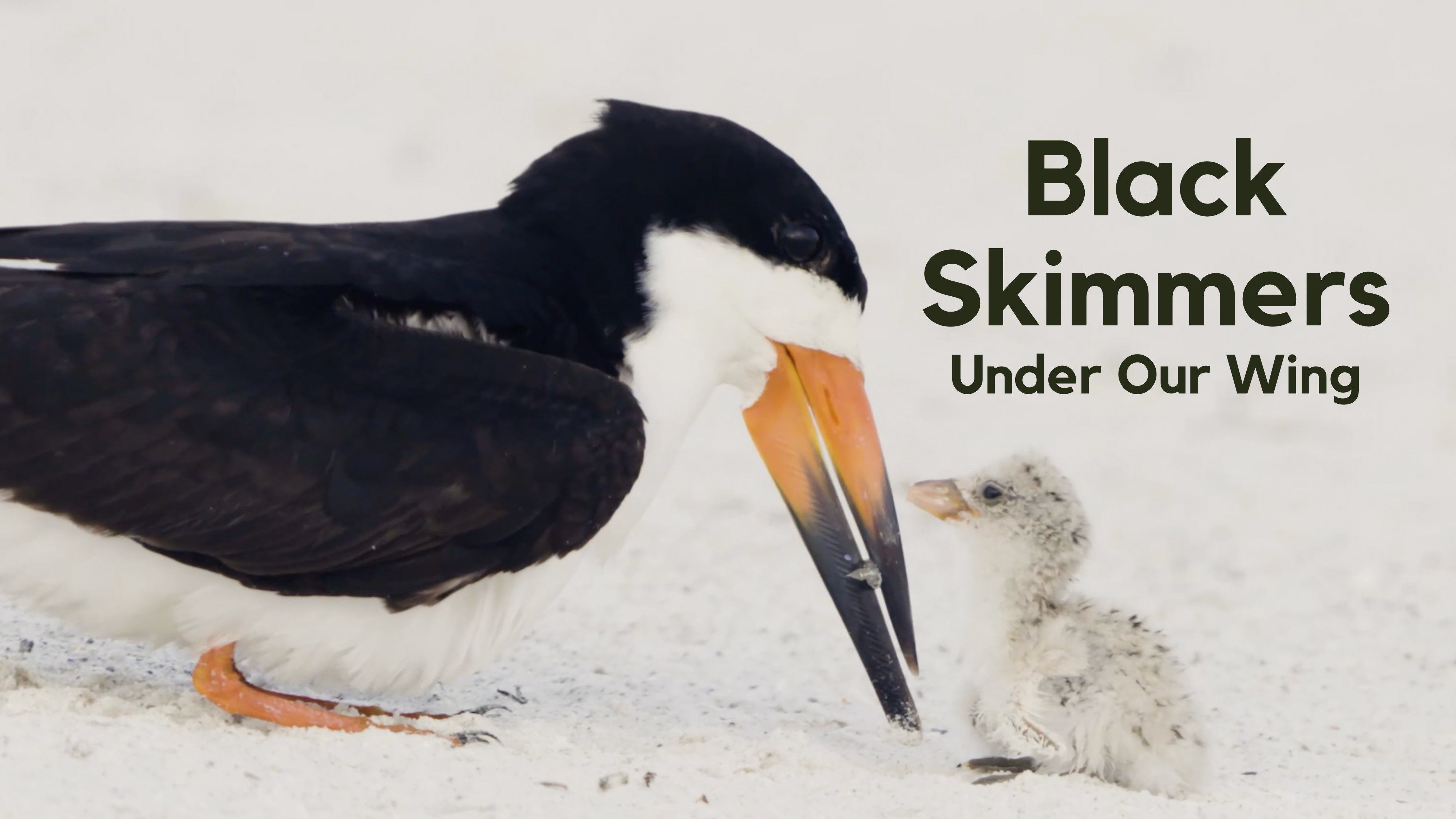 Black Skimmers Under Our Wing