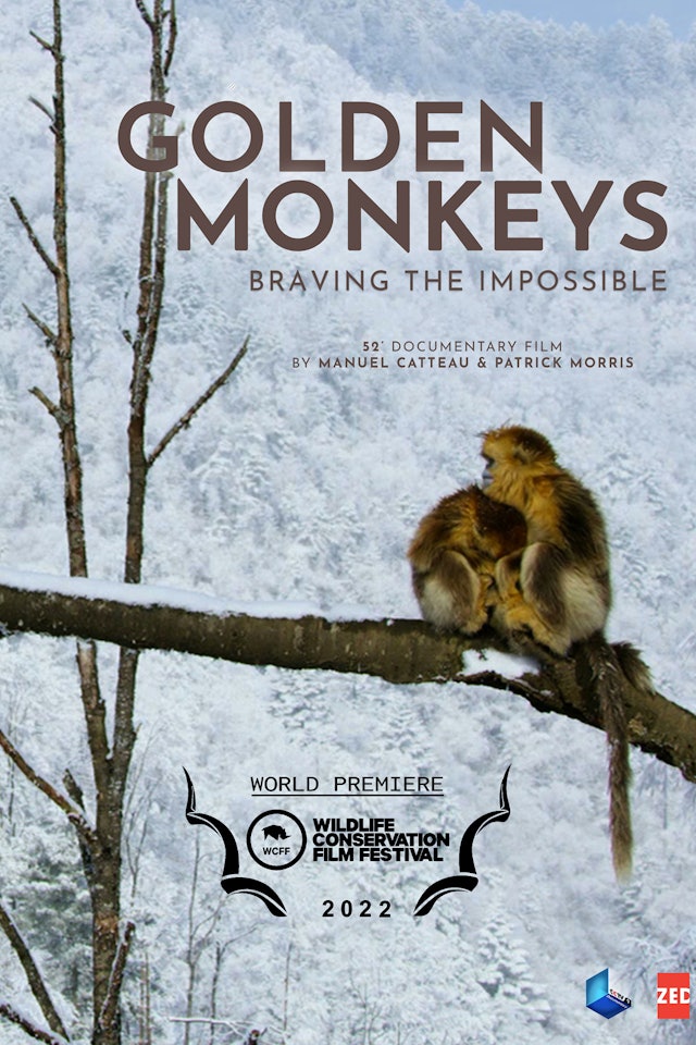 Golden Monkeys (Trailer)