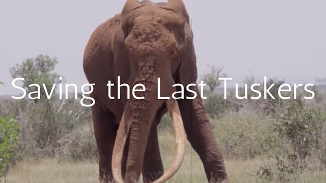 Saving the Last Tuskers