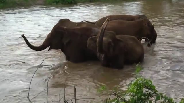 Elephant Having A Happy Chatter 