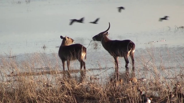 A pair of Waterbuck chew on a stick