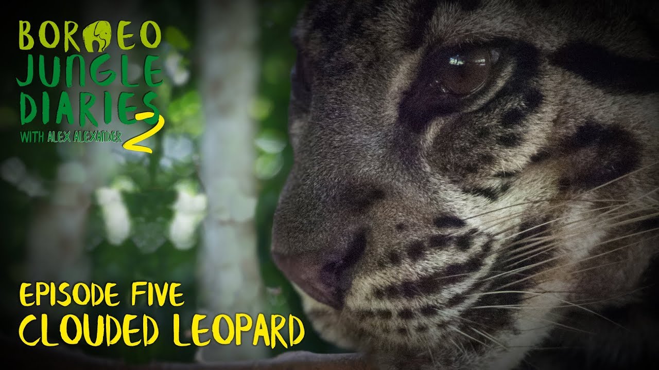 Borneo Jungle Diaries - series 2, episode 05