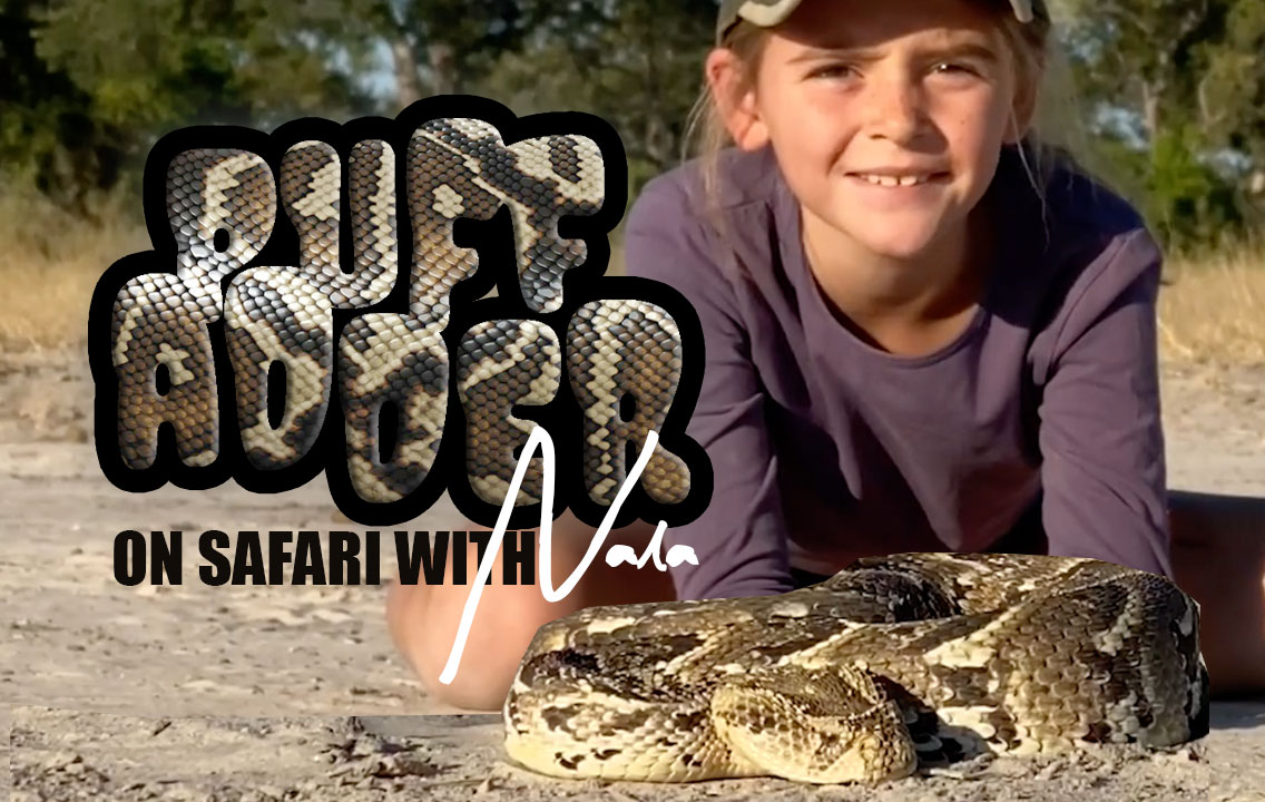 On Safari with Nala - Puff Adder 
