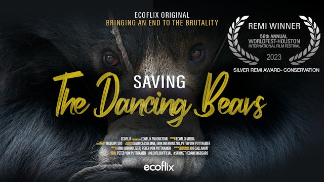Saving the Dancing Bears