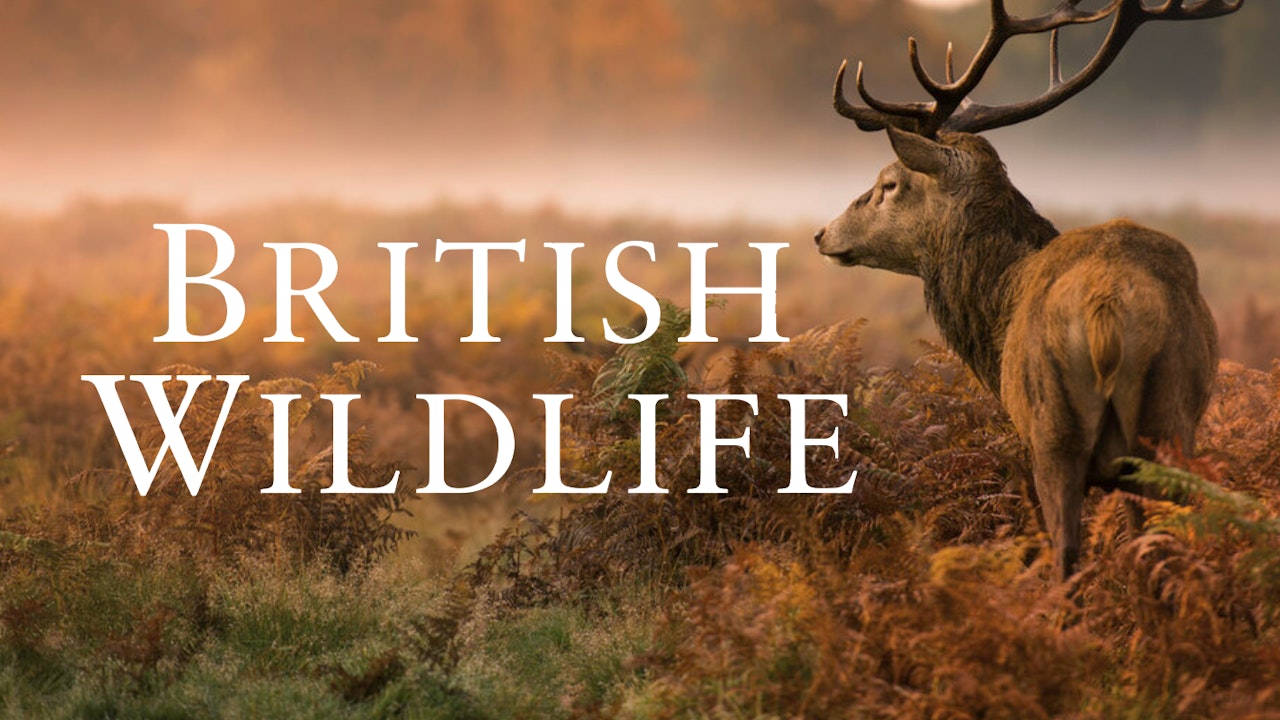 British Wildlife Series