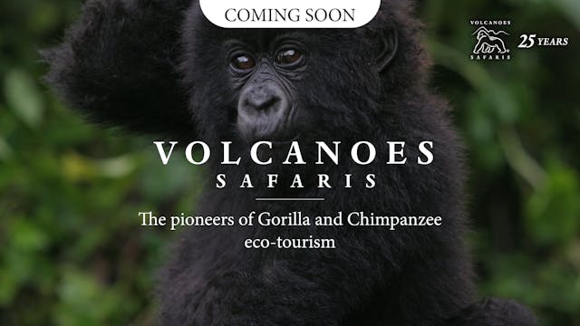 World Gorilla Day: Volcanoes Safaris