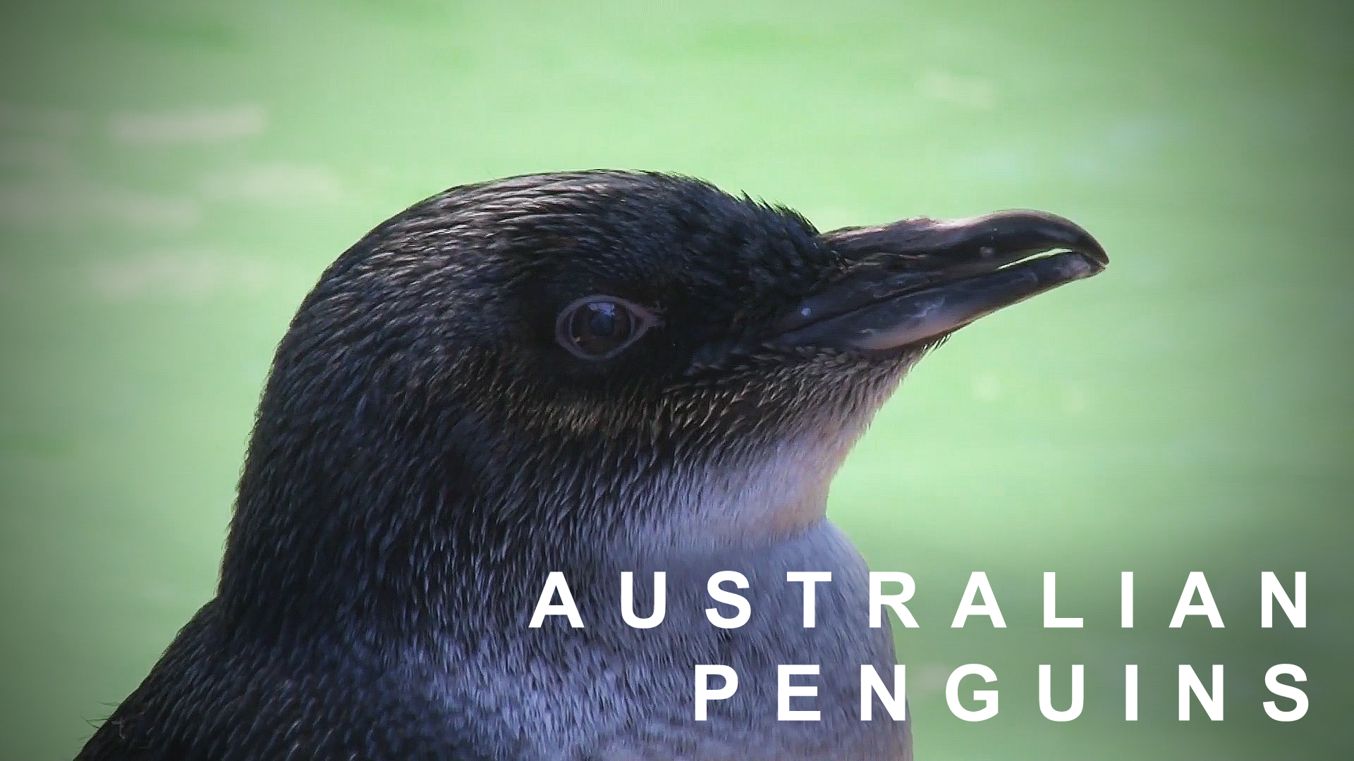 Australian Penguins