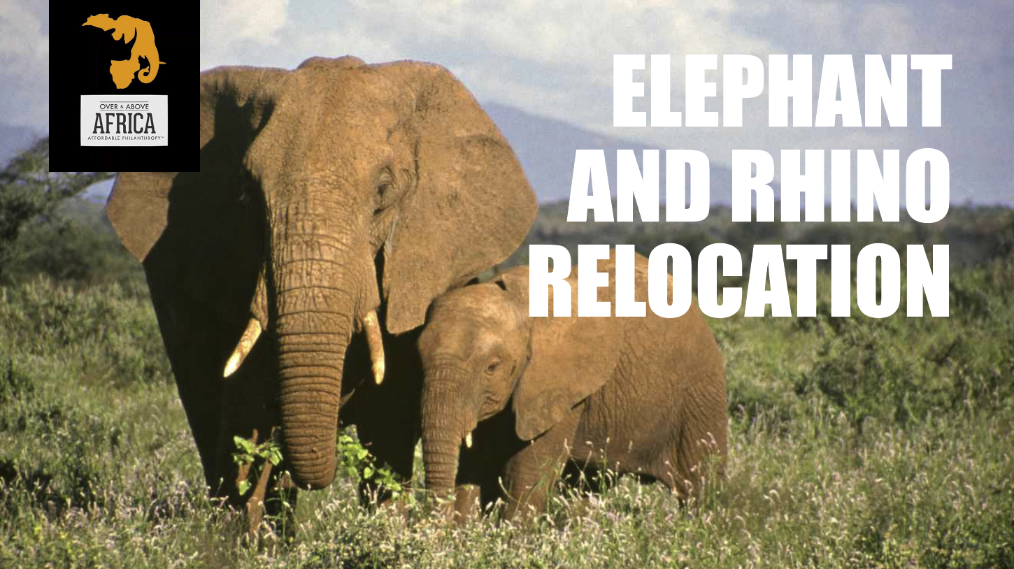 Over and Above Africa: Elephant and Rhino Relocation