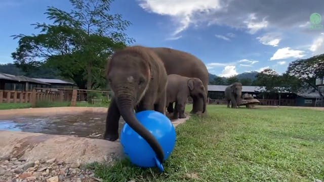 Baby Elephants Learning to Share