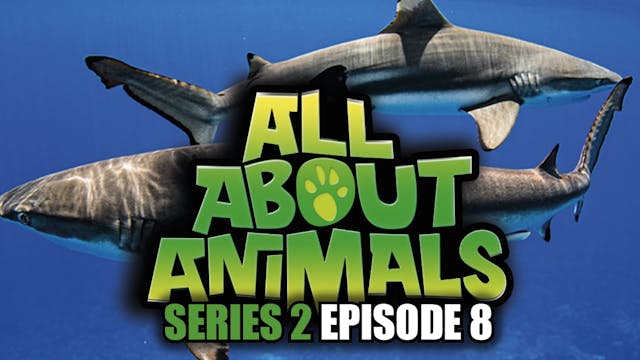 All About Animals - Series 2 - Episode 8
