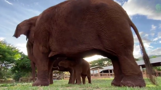 Baby elephant needs help from her nanny