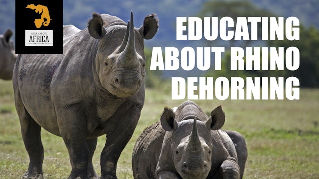 Over and Above Africa: Educating About Rhino Dehorning