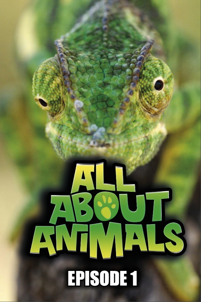 All About Animals - Series 1 - Episode 1 