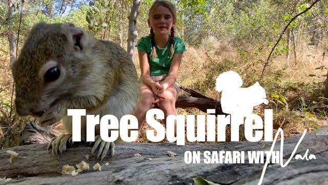   On Safari With Nala - Tree Squirrel