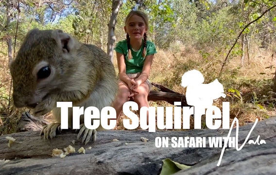  On Safari With Nala - Tree Squirrel