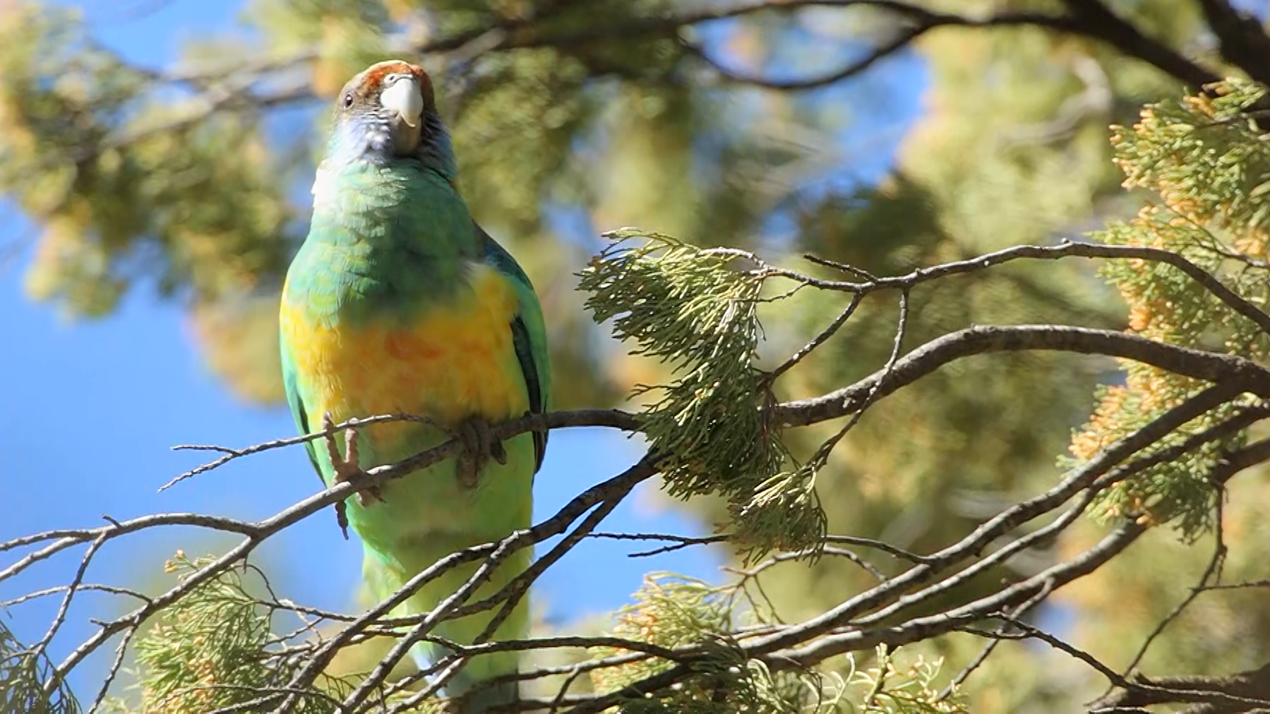 Flinders Ranges - Peter Waanders