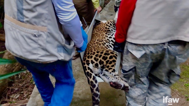 Jaguar rehabilitation & release 