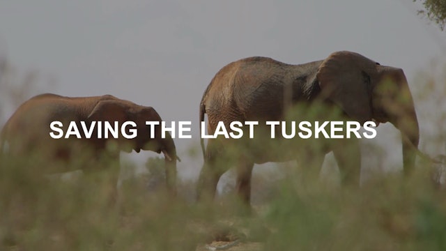 Saving The Last Tuskers 