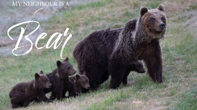 My Neighbour Is A Bear