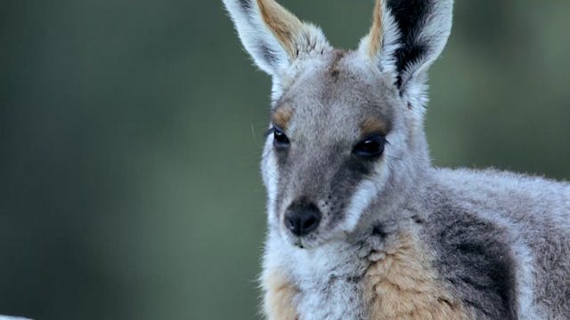 Flinders Ranges - Brendon Bevan