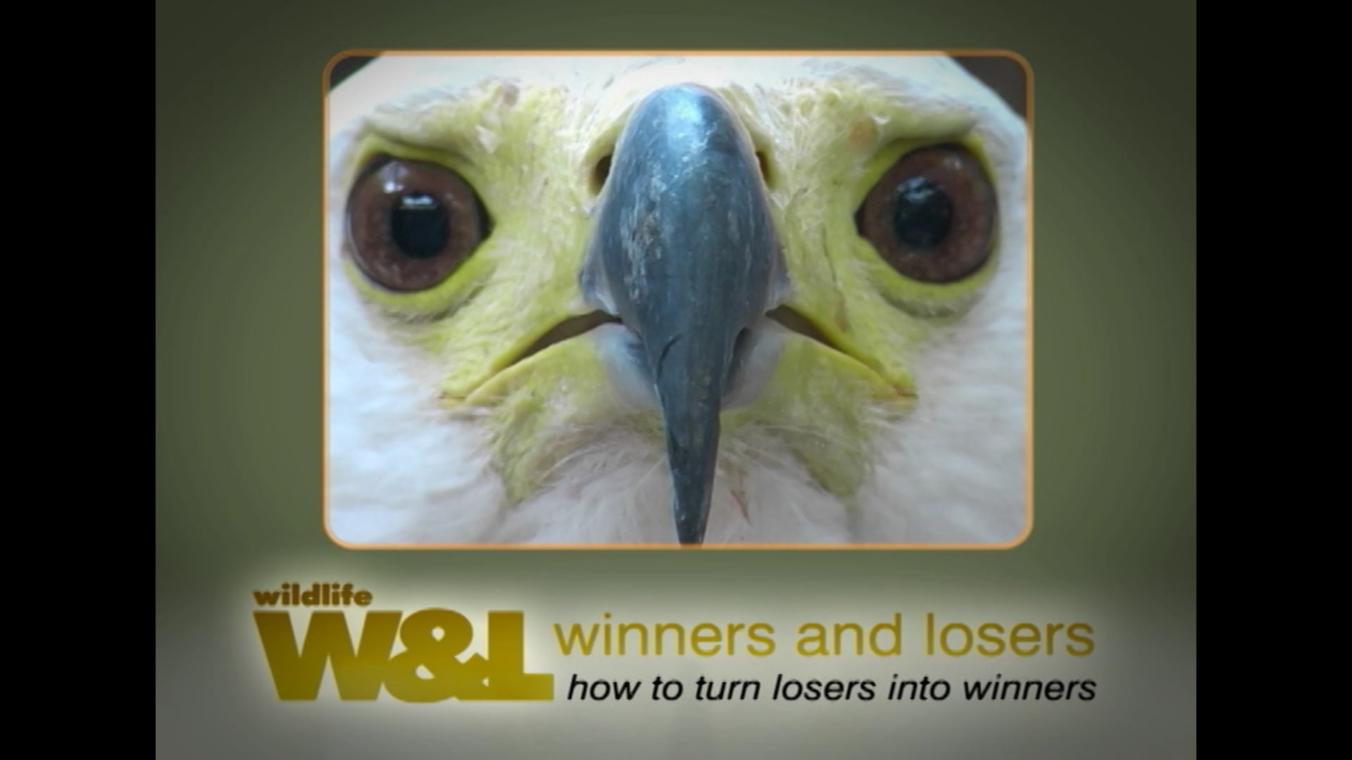 Kenya's Birds of Prey