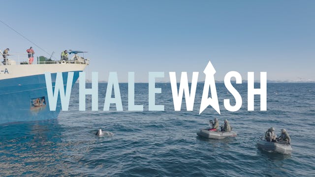 Whale Wash—The Forgotten Whale