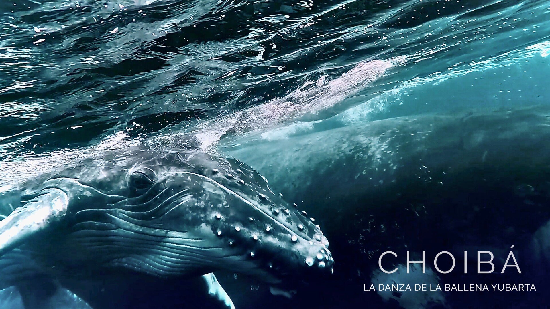 Choiba, The Dance Of The Humpback Whale