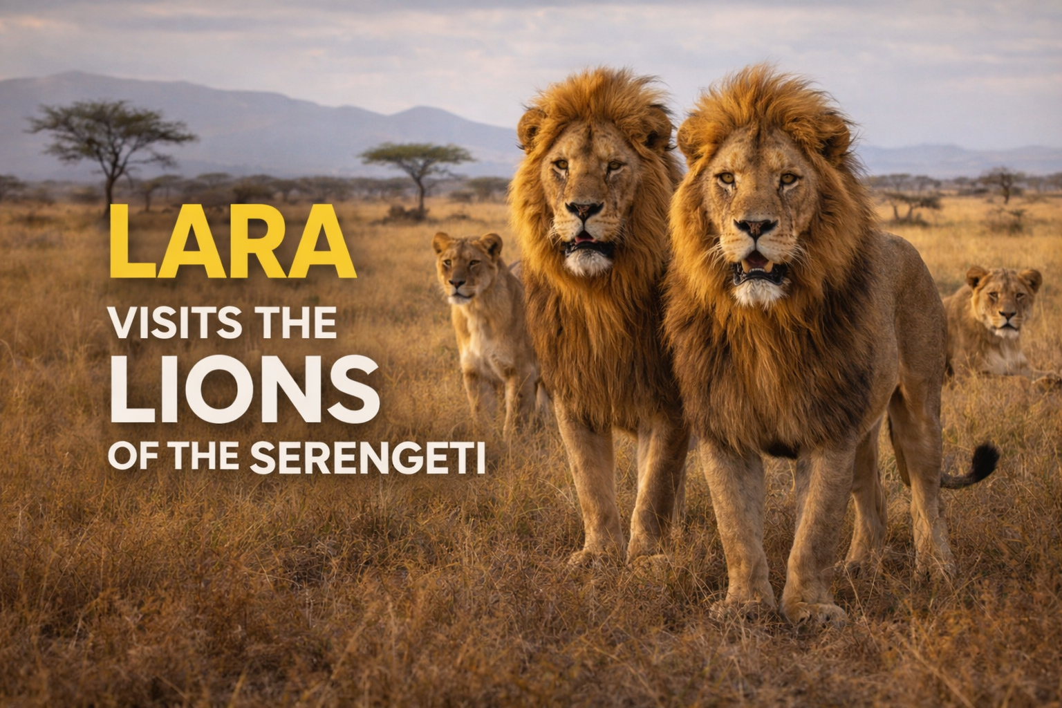 Lara Visits The Lions Of The Serengeti