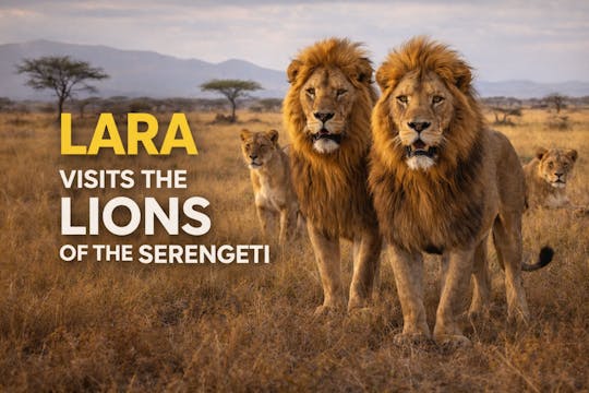 Lara Visits The Lions Of The Serengeti