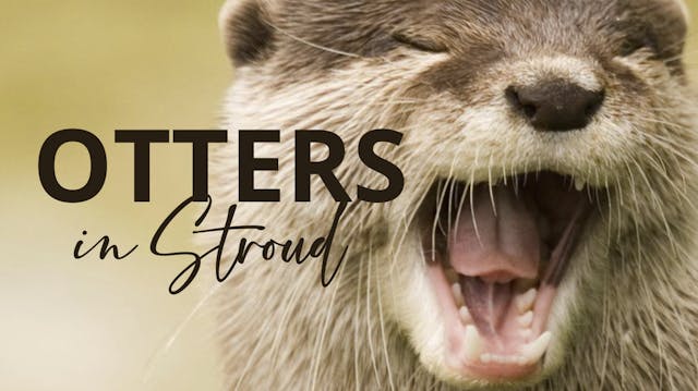 Otters in Stroud 