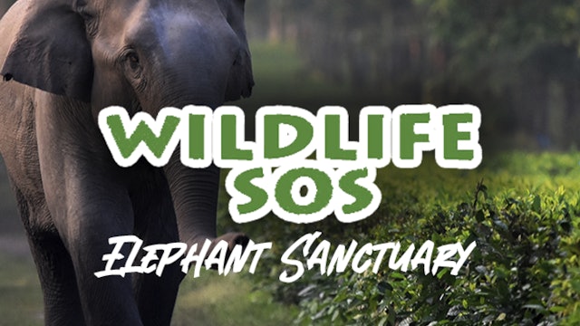 Wildlife SOS: Elephant Sanctuary
