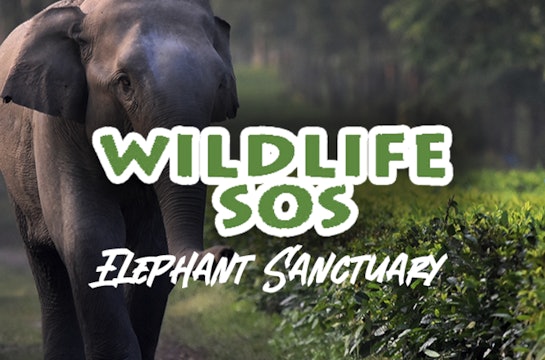 Wildlife SOS: Elephant Sanctuary