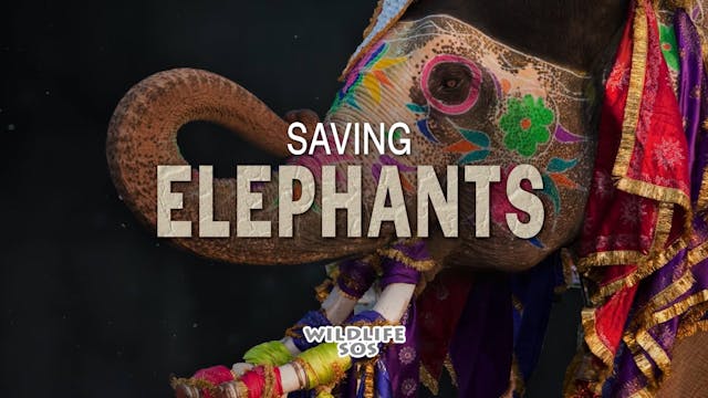 Saving Elephants Trailer