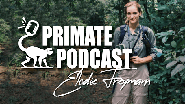Primate Podcast With Dr Elodie Freymann