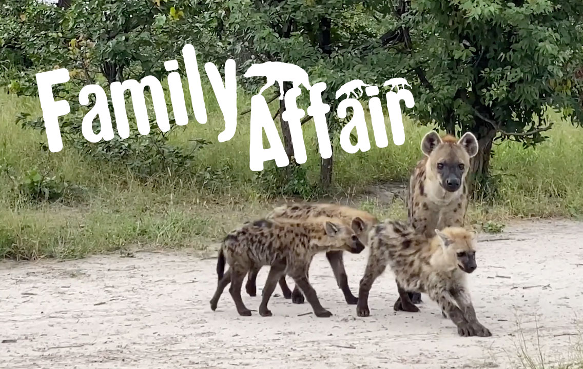 Family of hyenas