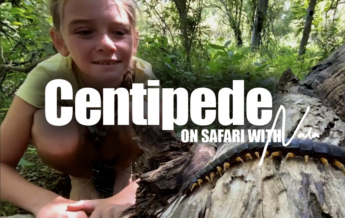 On Safari With Nala - Centipede