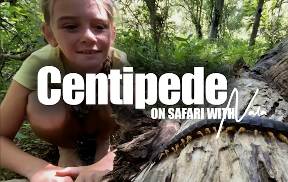 On Safari With Nala - Centipede
