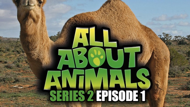 All About Animals - Series 2 - Episode 1