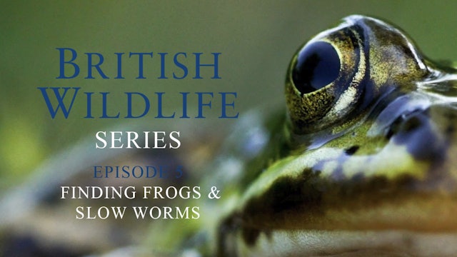  British Wildlife Series - Episode 5-  Finding Frogs & Slow Worms