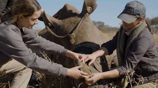 Kate helps dehorn a Rhino