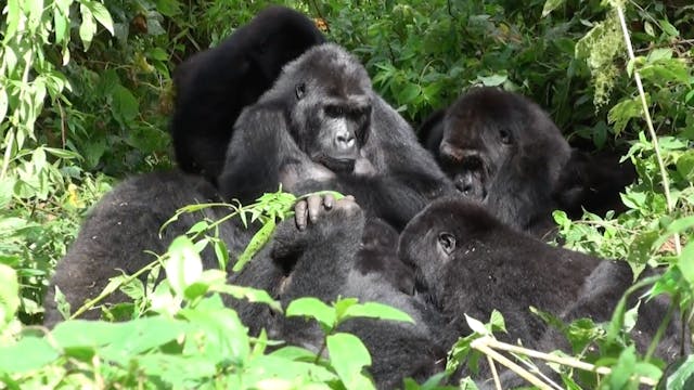 Mountain Gorillas resting