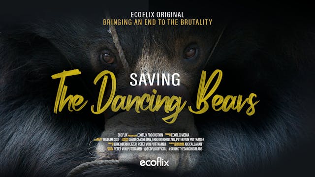 Saving the Dancing Bears