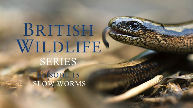 British Wildlife Series -Episode 15- Slow Worms
