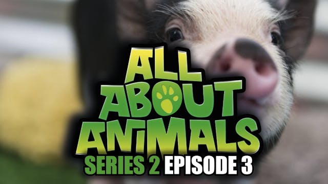 All About Animals - Series 2 - Episode 3
