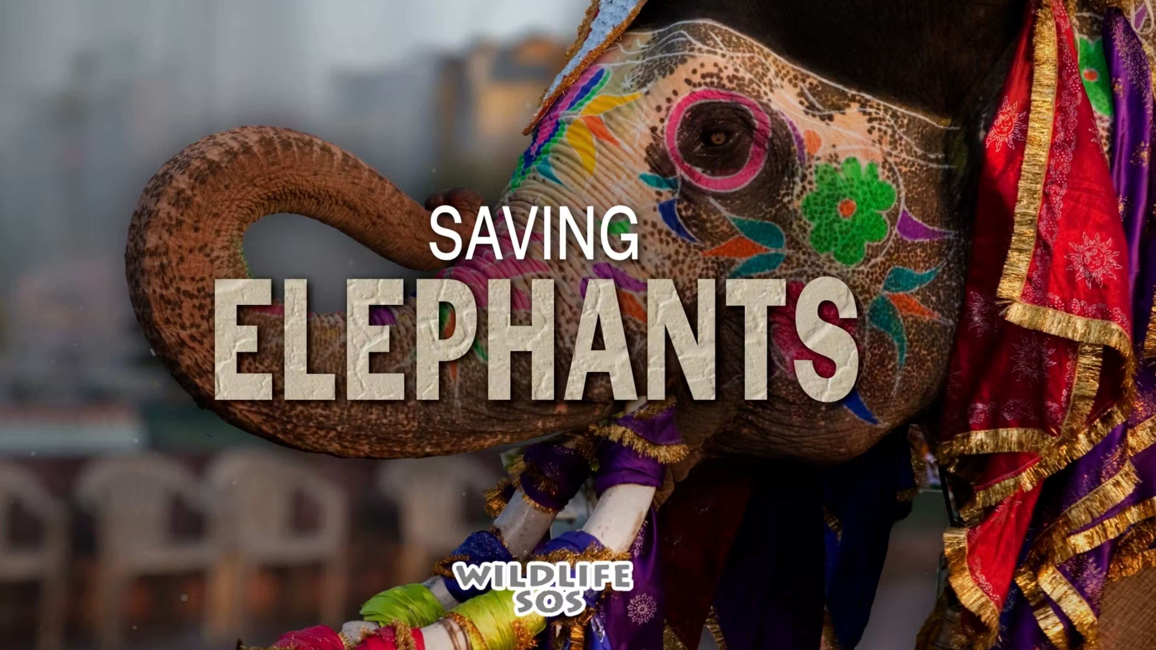 Saving Elephants - Wildlife SOS