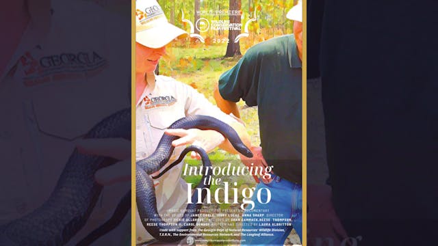 Introducing The Indigo