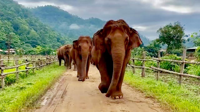 The Daily Routine of the Kham Lha Herd 