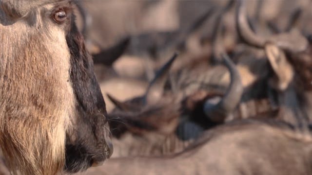 Lara visits the Serengeti - Wildebeest