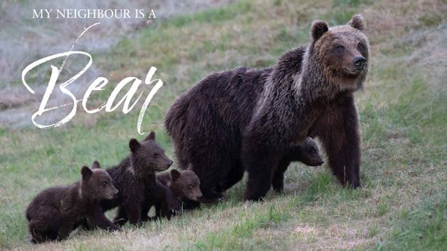 Out now: My Neighbour Is A Bear 