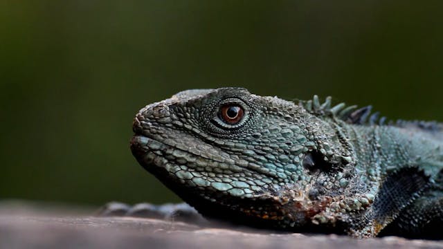 Australia's Coastal Wilderness - Lyn ...